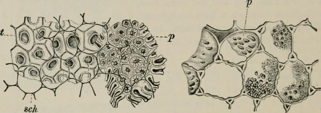 An illustration from The microscopy of vegetable foods, with special reference to the detection of adulteration and the diagnosis of mixtures, 1916, leaf 275