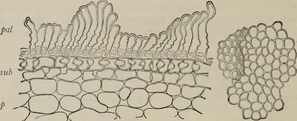 An illustration from The microscopy of vegetable foods, with special reference to the detection of adulteration and the diagnosis of mixtures, 1916, leaf 277