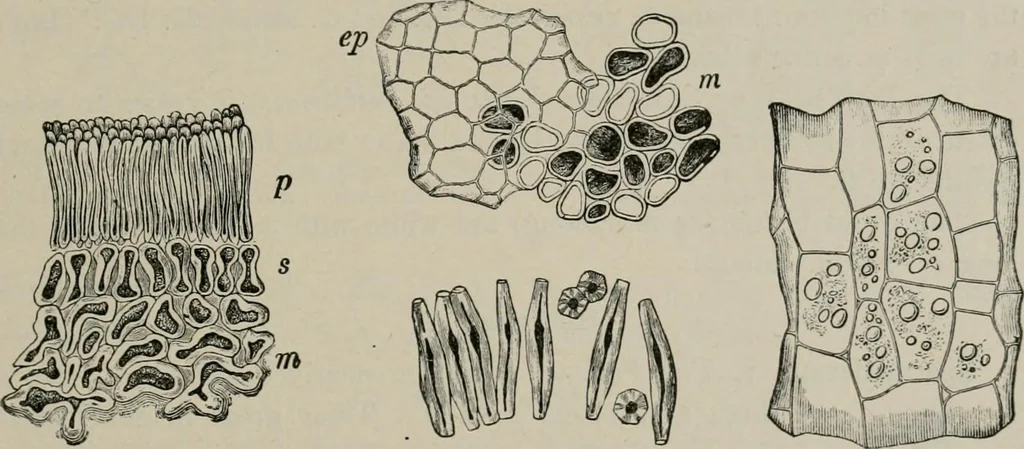 An illustration from The microscopy of vegetable foods, with special reference to the detection of adulteration and the diagnosis of mixtures, 1916, leaf 278