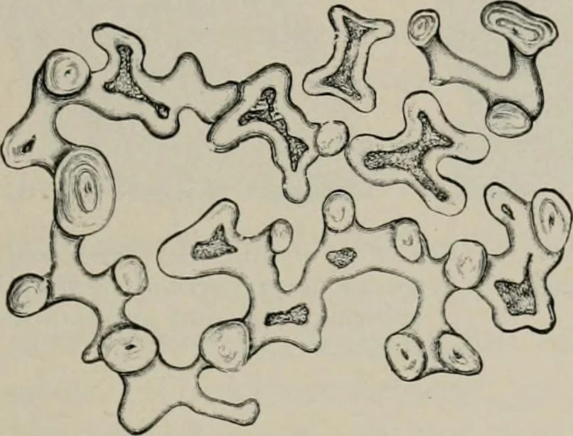 An illustration from The microscopy of vegetable foods, with special reference to the detection of adulteration and the diagnosis of mixtures, 1916, leaf 280