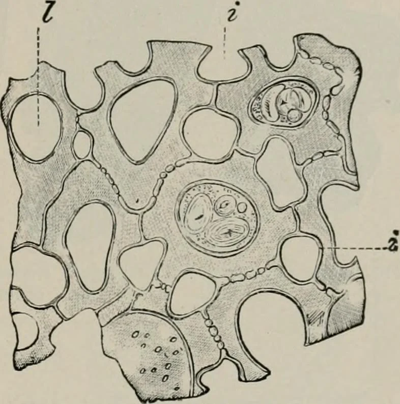 An illustration from The microscopy of vegetable foods, with special reference to the detection of adulteration and the diagnosis of mixtures, 1916, leaf 280