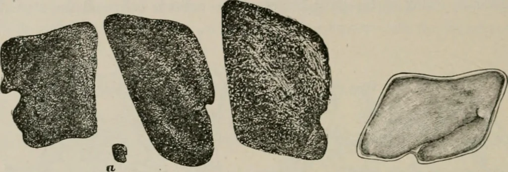 An illustration from The microscopy of vegetable foods, with special reference to the detection of adulteration and the diagnosis of mixtures, 1916, leaf 281