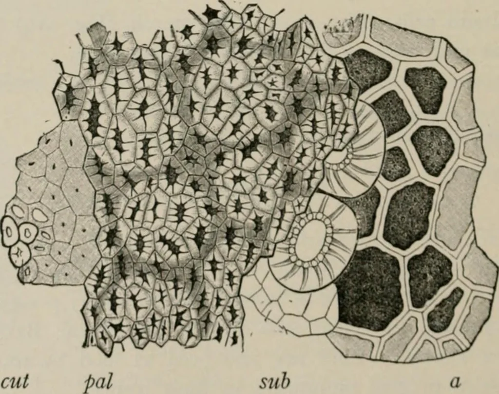 An illustration from The microscopy of vegetable foods, with special reference to the detection of adulteration and the diagnosis of mixtures, 1916, leaf 281