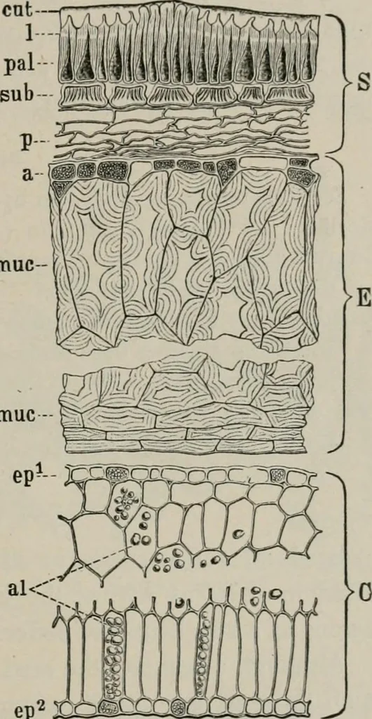 An illustration from The microscopy of vegetable foods, with special reference to the detection of adulteration and the diagnosis of mixtures, 1916, leaf 282