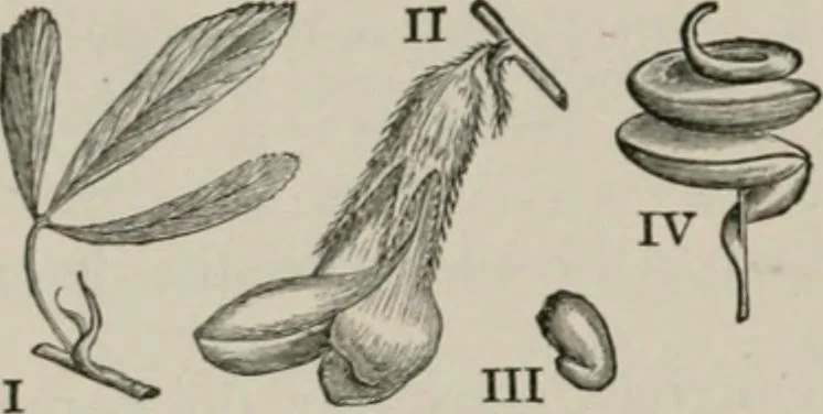 An illustration from The microscopy of vegetable foods, with special reference to the detection of adulteration and the diagnosis of mixtures, 1916, leaf 287