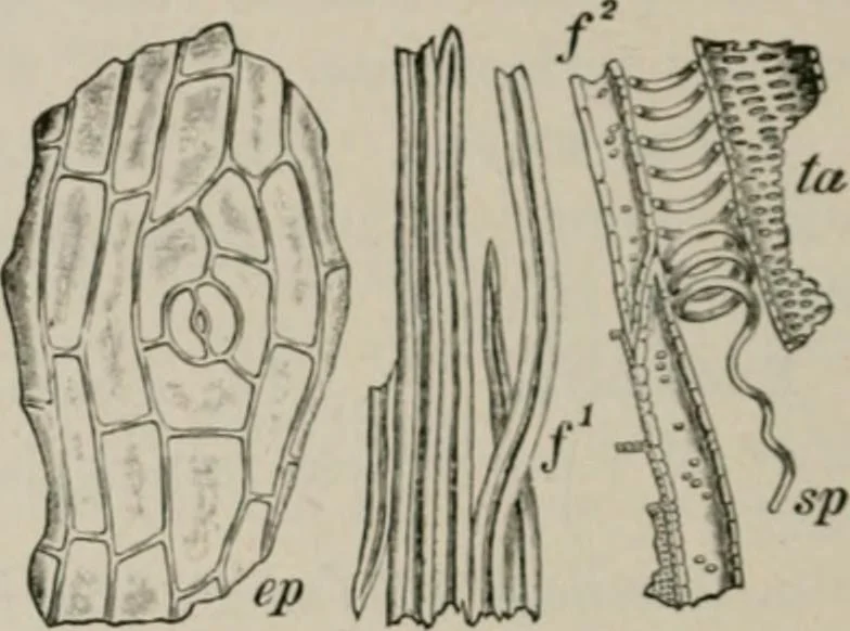 An illustration from The microscopy of vegetable foods, with special reference to the detection of adulteration and the diagnosis of mixtures, 1916, leaf 287
