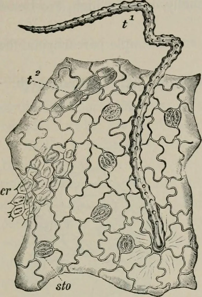 An illustration from The microscopy of vegetable foods, with special reference to the detection of adulteration and the diagnosis of mixtures, 1916, leaf 288