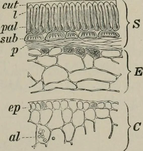 An illustration from The microscopy of vegetable foods, with special reference to the detection of adulteration and the diagnosis of mixtures, 1916, leaf 288