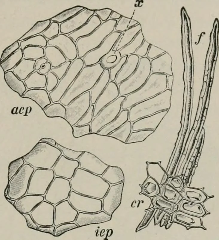 An illustration from The microscopy of vegetable foods, with special reference to the detection of adulteration and the diagnosis of mixtures, 1916, leaf 288