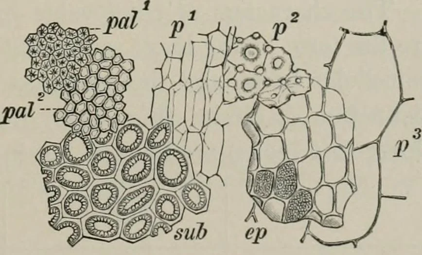 An illustration from The microscopy of vegetable foods, with special reference to the detection of adulteration and the diagnosis of mixtures, 1916, leaf 288