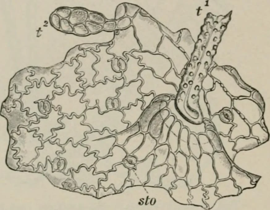 An illustration from The microscopy of vegetable foods, with special reference to the detection of adulteration and the diagnosis of mixtures, 1916, leaf 289