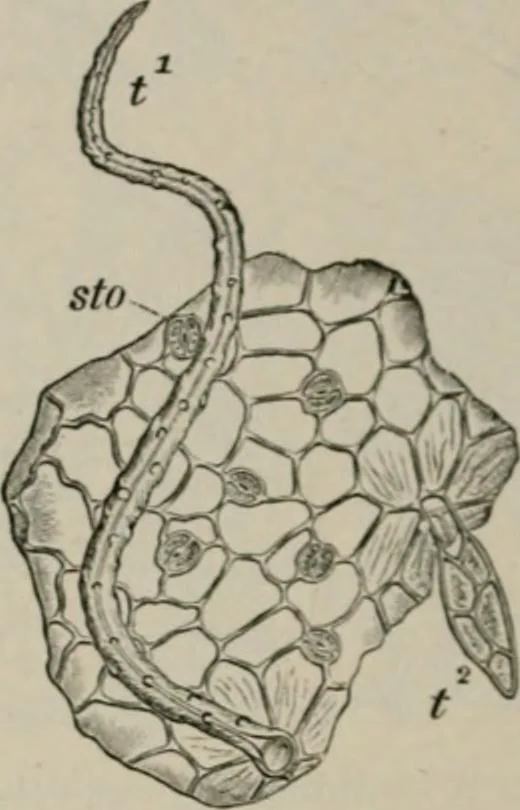 An illustration from The microscopy of vegetable foods, with special reference to the detection of adulteration and the diagnosis of mixtures, 1916, leaf 289