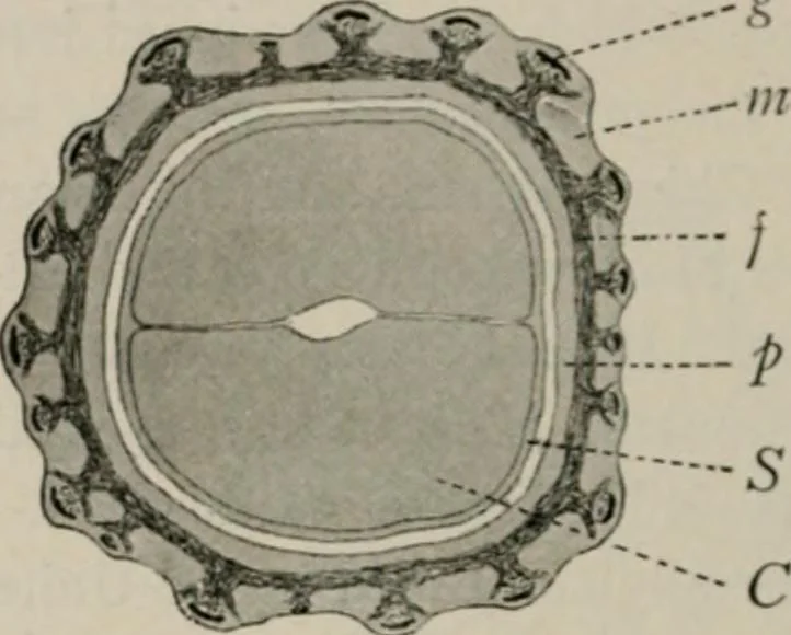 An illustration from The microscopy of vegetable foods, with special reference to the detection of adulteration and the diagnosis of mixtures, 1916, leaf 291