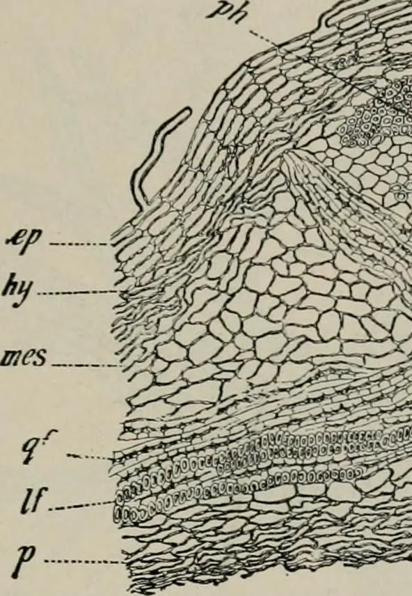 An illustration from The microscopy of vegetable foods, with special reference to the detection of adulteration and the diagnosis of mixtures, 1916, leaf 292