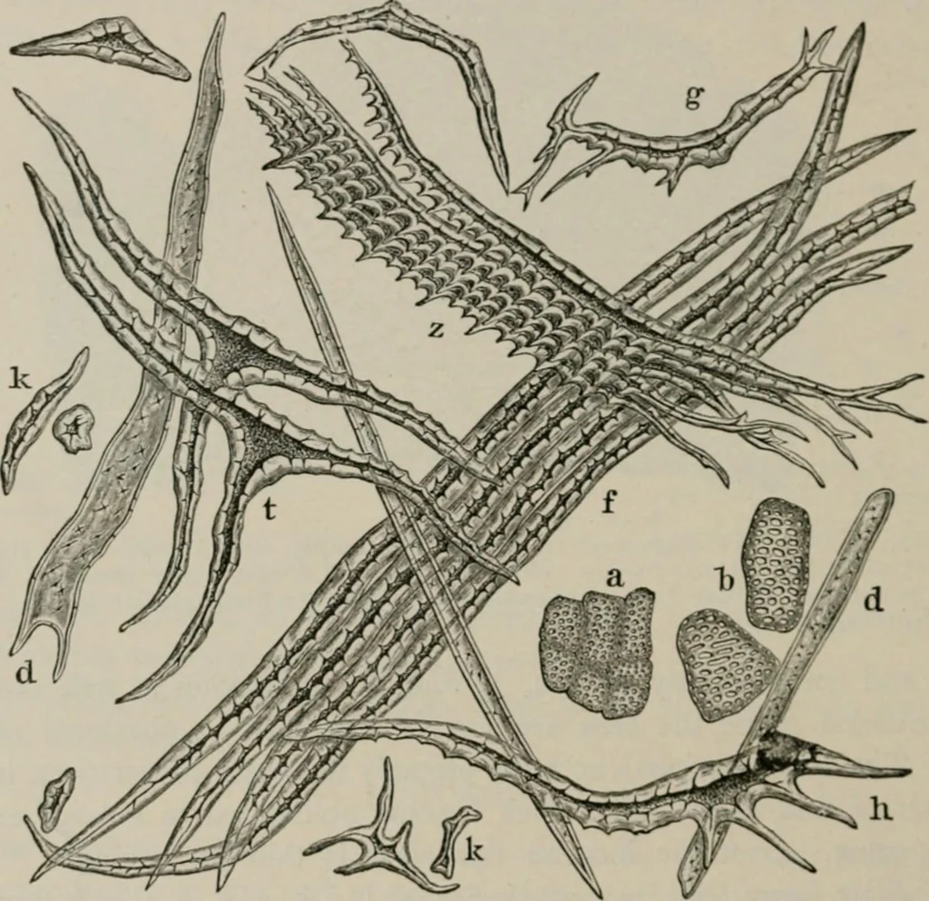 An illustration from The microscopy of vegetable foods, with special reference to the detection of adulteration and the diagnosis of mixtures, 1916, leaf 293