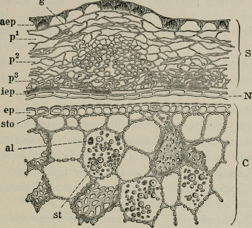 An illustration from The microscopy of vegetable foods, with special reference to the detection of adulteration and the diagnosis of mixtures, 1916, leaf 294