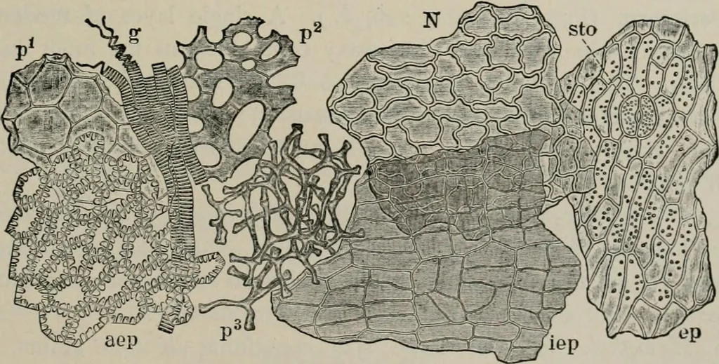 An illustration from The microscopy of vegetable foods, with special reference to the detection of adulteration and the diagnosis of mixtures, 1916, leaf 294
