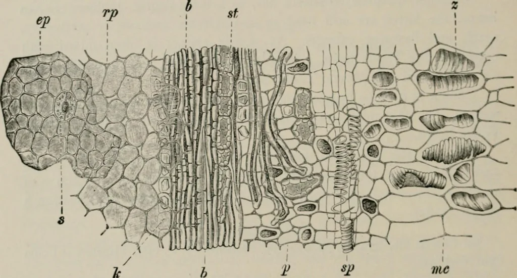 An illustration from The microscopy of vegetable foods, with special reference to the detection of adulteration and the diagnosis of mixtures, 1916, leaf 299