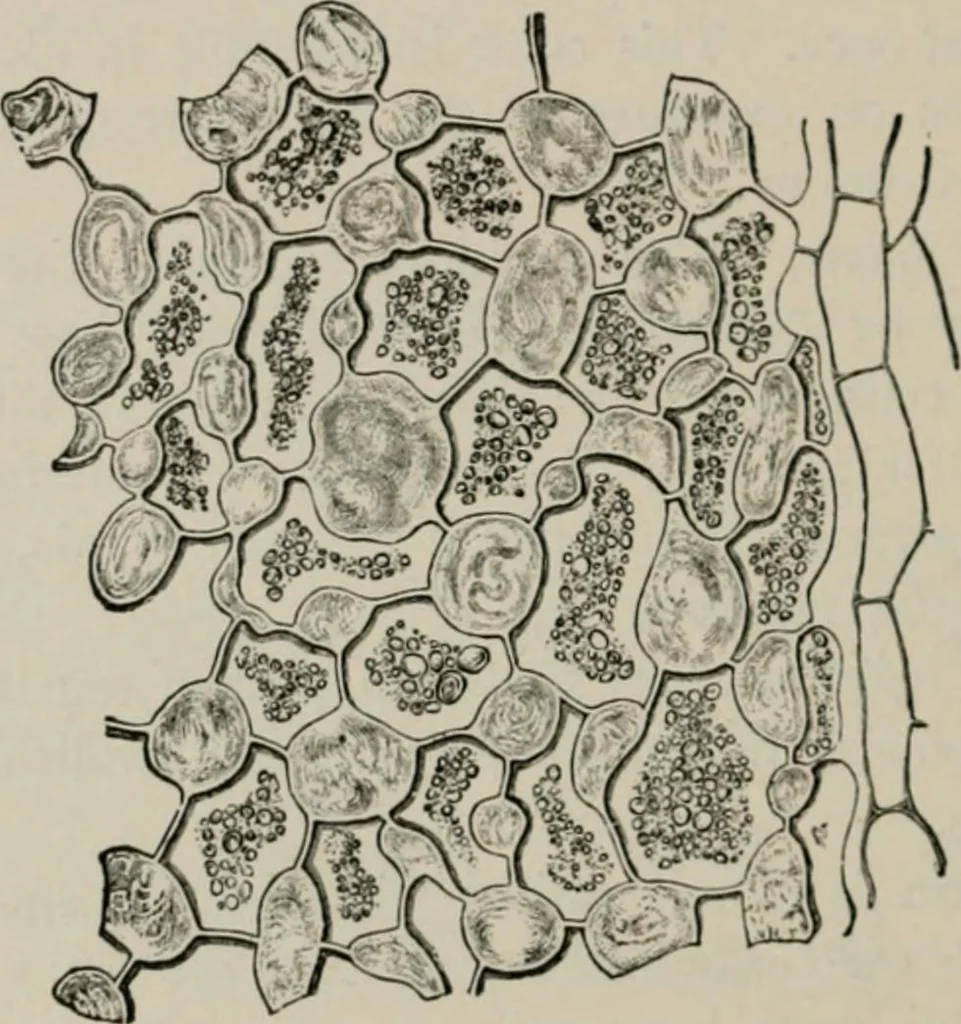 An illustration from The microscopy of vegetable foods, with special reference to the detection of adulteration and the diagnosis of mixtures, 1916, leaf 301
