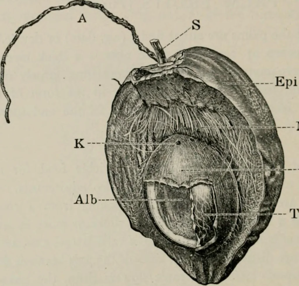 An illustration from The microscopy of vegetable foods, with special reference to the detection of adulteration and the diagnosis of mixtures, 1916, leaf 303