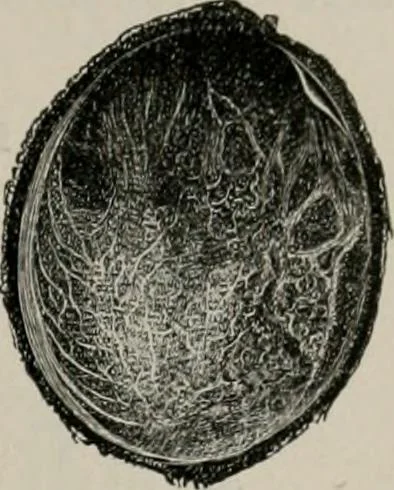 An illustration from The microscopy of vegetable foods, with special reference to the detection of adulteration and the diagnosis of mixtures, 1916, leaf 304