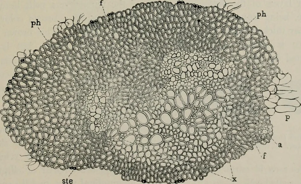 An illustration from The microscopy of vegetable foods, with special reference to the detection of adulteration and the diagnosis of mixtures, 1916, leaf 304