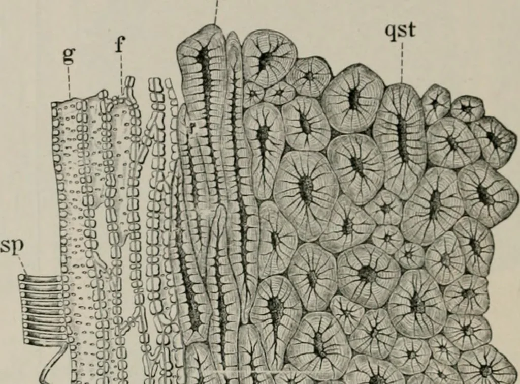 An illustration from The microscopy of vegetable foods, with special reference to the detection of adulteration and the diagnosis of mixtures, 1916, leaf 307