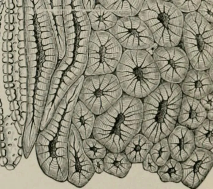 An illustration from The microscopy of vegetable foods, with special reference to the detection of adulteration and the diagnosis of mixtures, 1916, leaf 307