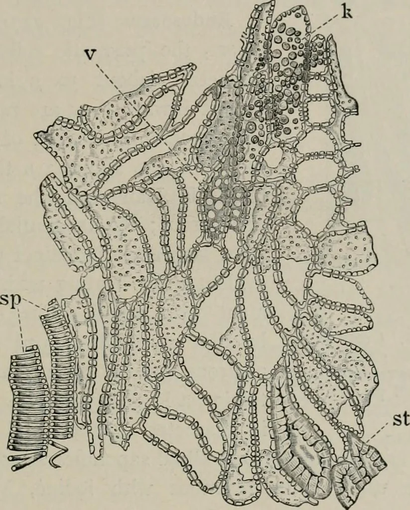 An illustration from The microscopy of vegetable foods, with special reference to the detection of adulteration and the diagnosis of mixtures, 1916, leaf 308