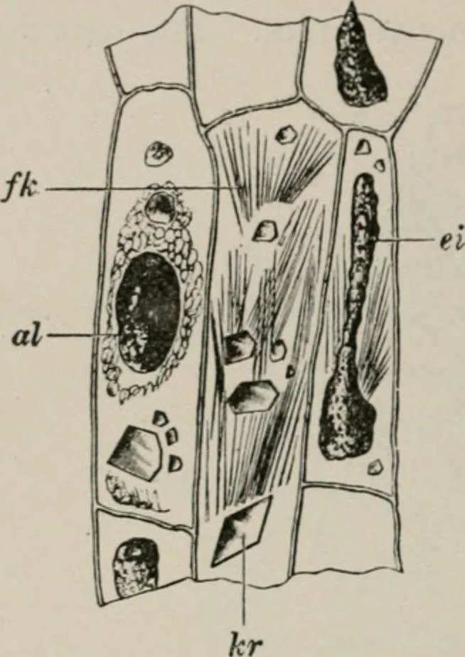 An illustration from The microscopy of vegetable foods, with special reference to the detection of adulteration and the diagnosis of mixtures, 1916, leaf 309