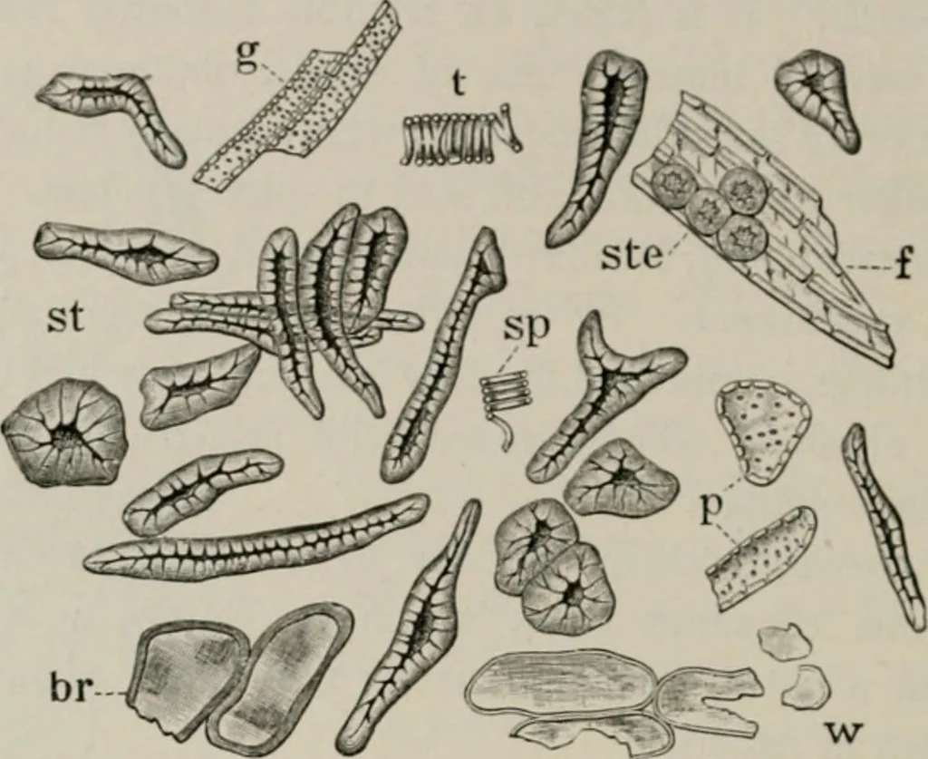 An illustration from The microscopy of vegetable foods, with special reference to the detection of adulteration and the diagnosis of mixtures, 1916, leaf 311