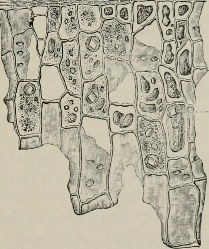 An illustration from The microscopy of vegetable foods, with special reference to the detection of adulteration and the diagnosis of mixtures, 1916, leaf 312