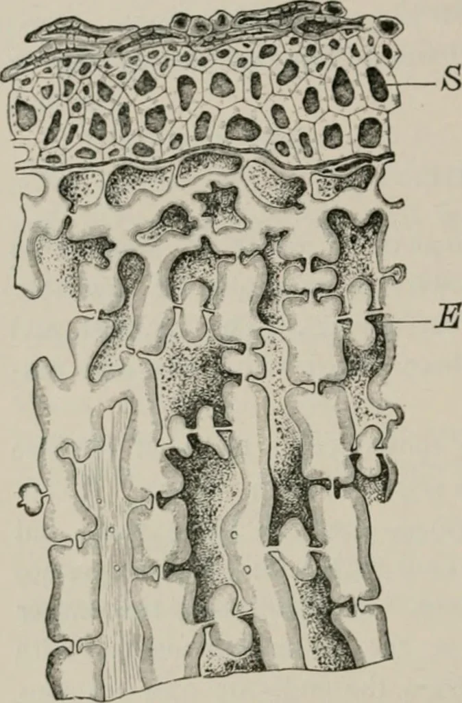 An illustration from The microscopy of vegetable foods, with special reference to the detection of adulteration and the diagnosis of mixtures, 1916, leaf 315