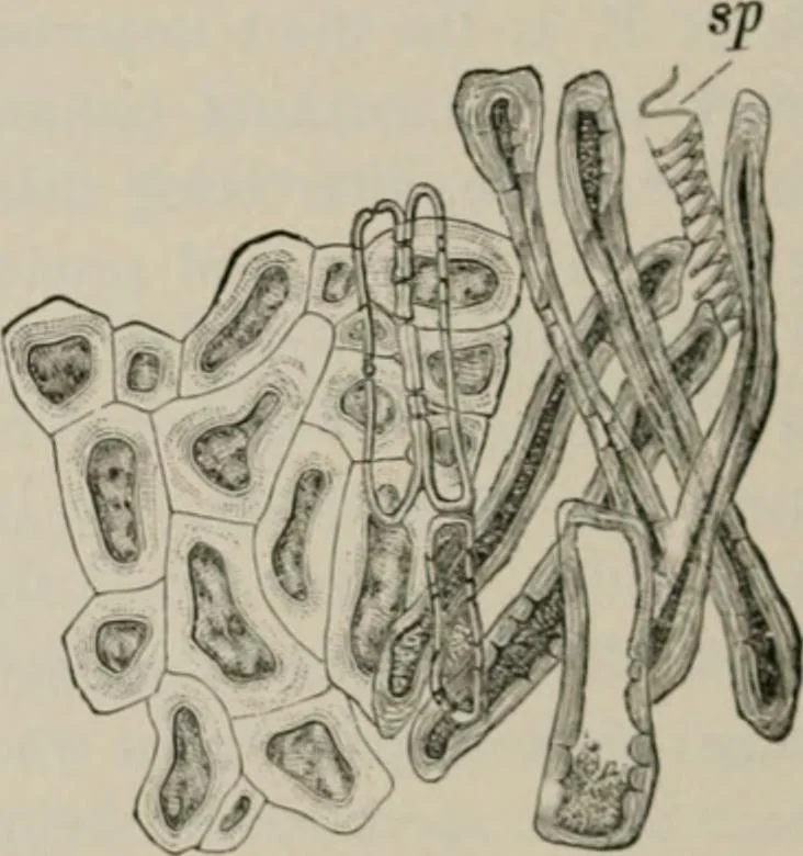 An illustration from The microscopy of vegetable foods, with special reference to the detection of adulteration and the diagnosis of mixtures, 1916, leaf 315