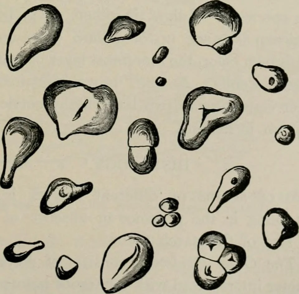 An illustration from The microscopy of vegetable foods, with special reference to the detection of adulteration and the diagnosis of mixtures, 1916, leaf 322