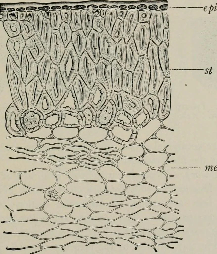 An illustration from The microscopy of vegetable foods, with special reference to the detection of adulteration and the diagnosis of mixtures, 1916, leaf 324