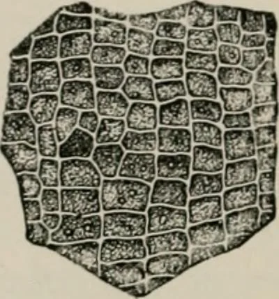 An illustration from The microscopy of vegetable foods, with special reference to the detection of adulteration and the diagnosis of mixtures, 1916, leaf 325