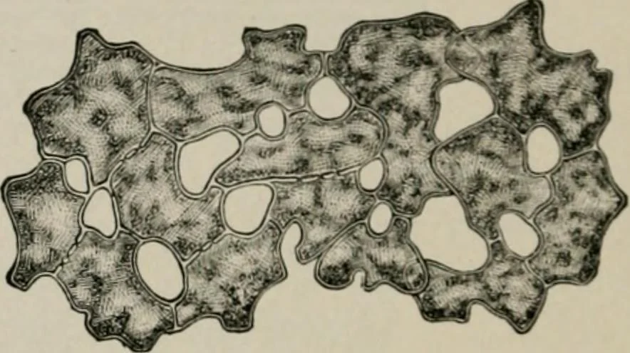 An illustration from The microscopy of vegetable foods, with special reference to the detection of adulteration and the diagnosis of mixtures, 1916, leaf 325