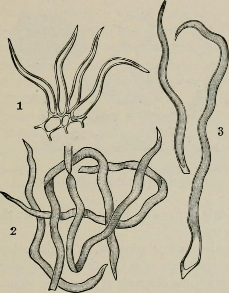 An illustration from The microscopy of vegetable foods, with special reference to the detection of adulteration and the diagnosis of mixtures, 1916, leaf 326