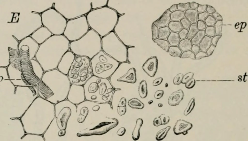 An illustration from The microscopy of vegetable foods, with special reference to the detection of adulteration and the diagnosis of mixtures, 1916, leaf 327
