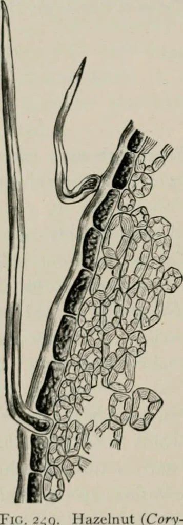 An illustration from The microscopy of vegetable foods, with special reference to the detection of adulteration and the diagnosis of mixtures, 1916, leaf 331