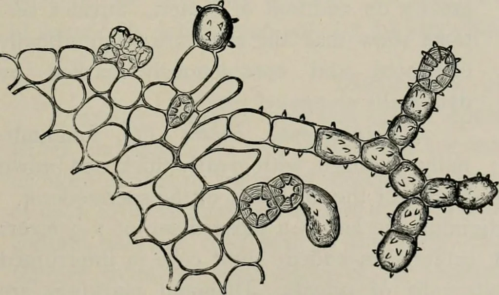 An illustration from The microscopy of vegetable foods, with special reference to the detection of adulteration and the diagnosis of mixtures, 1916, leaf 344