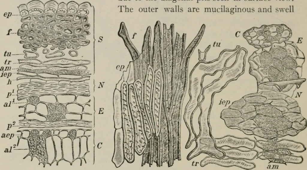 An illustration from The microscopy of vegetable foods, with special reference to the detection of adulteration and the diagnosis of mixtures, 1916, leaf 345