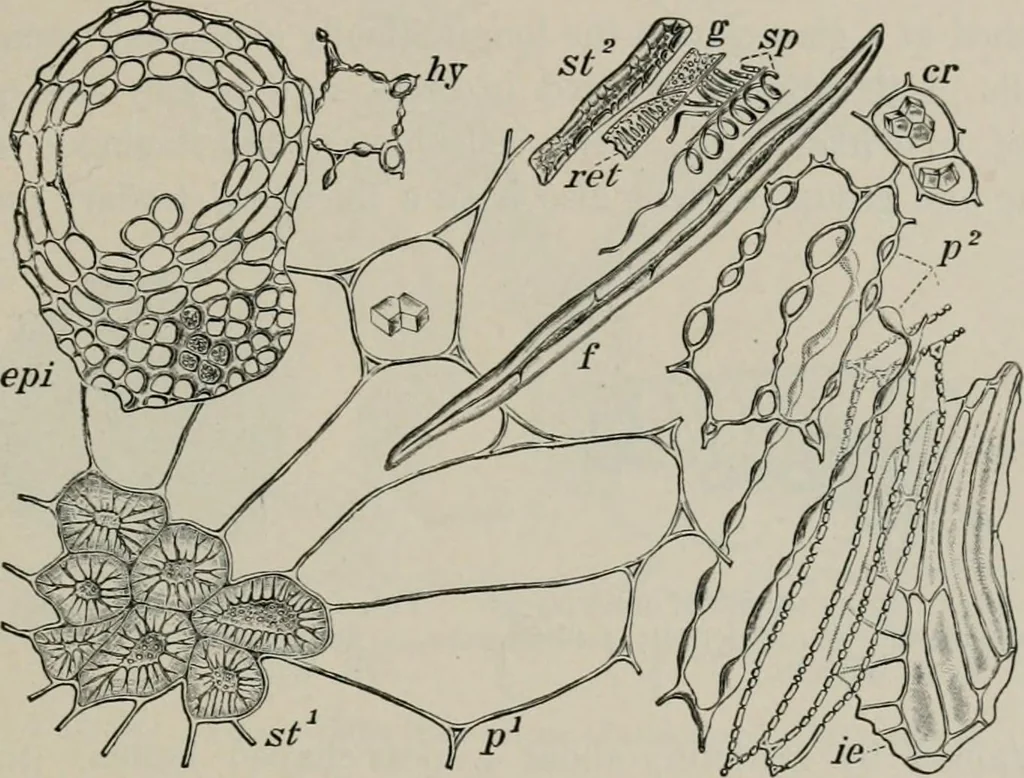 An illustration from The microscopy of vegetable foods, with special reference to the detection of adulteration and the diagnosis of mixtures, 1916, leaf 348