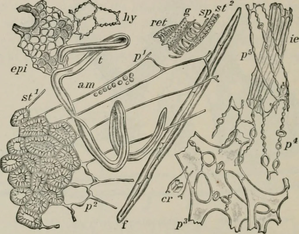 An illustration from The microscopy of vegetable foods, with special reference to the detection of adulteration and the diagnosis of mixtures, 1916, leaf 351