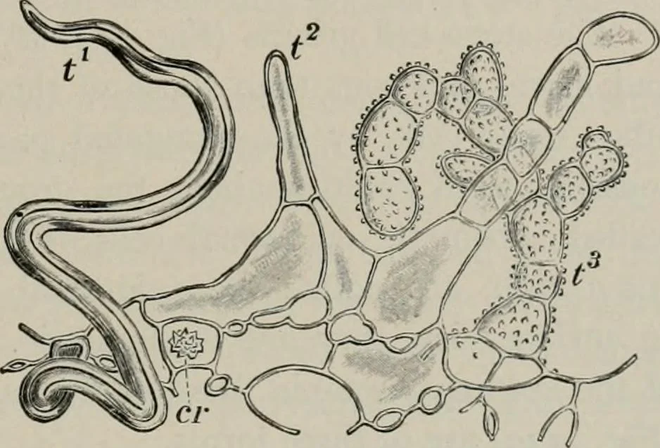 An illustration from The microscopy of vegetable foods, with special reference to the detection of adulteration and the diagnosis of mixtures, 1916, leaf 352