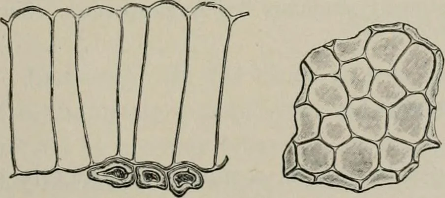 An illustration from The microscopy of vegetable foods, with special reference to the detection of adulteration and the diagnosis of mixtures, 1916, leaf 352