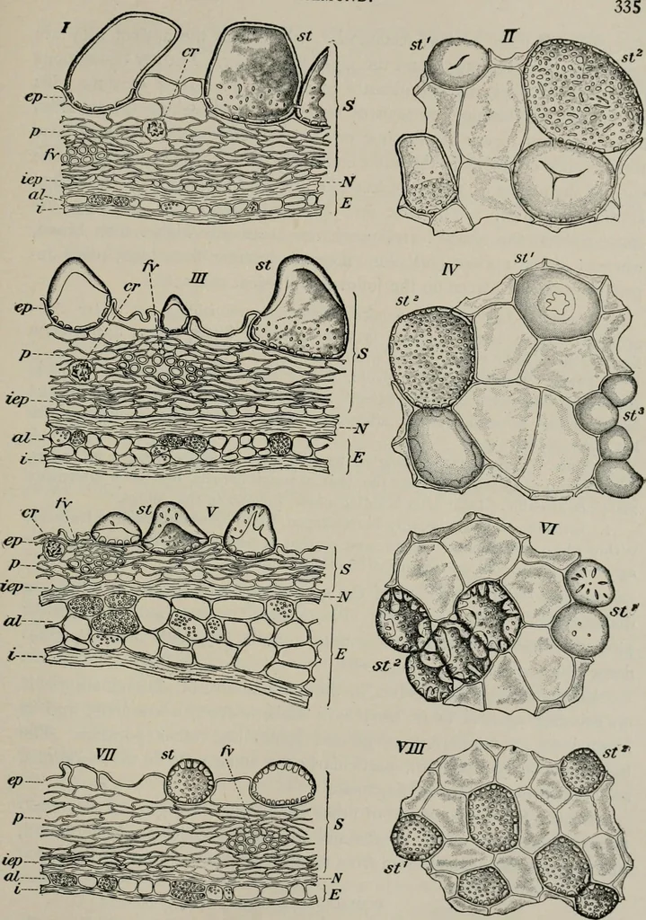 An illustration from The microscopy of vegetable foods, with special reference to the detection of adulteration and the diagnosis of mixtures, 1916, leaf 356