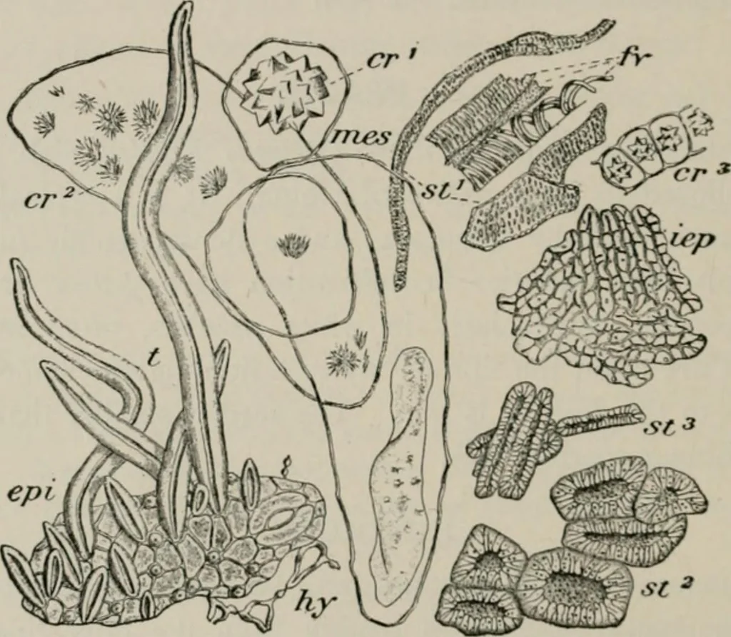An illustration from The microscopy of vegetable foods, with special reference to the detection of adulteration and the diagnosis of mixtures, 1916, leaf 359