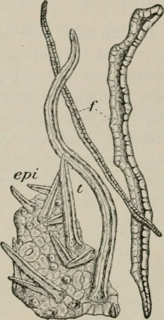 An illustration from The microscopy of vegetable foods, with special reference to the detection of adulteration and the diagnosis of mixtures, 1916, leaf 361